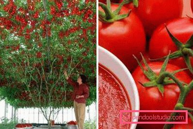 tomate et fruit